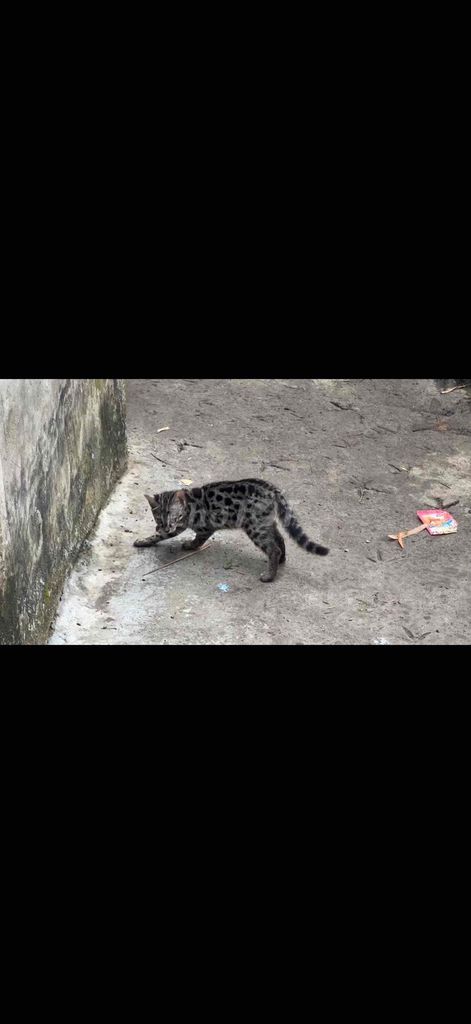 bengal F1. Mua bán Mèo tại Thành phố Châu Đốc An Giang được đăng bởi Duy hình 1