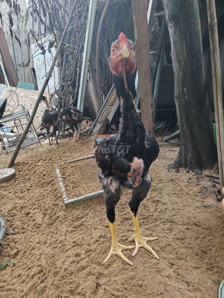 Gà trống Tía đực 3kg. Mua bán Gà tại Thành phố Biên Hòa Đồng Nai được đăng bởi Việt Thái hình 1