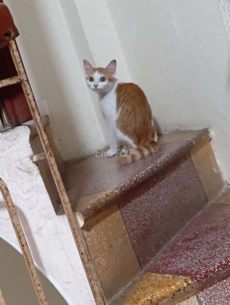 Mèo ta lai anh lông dài 3 tháng tuổi. Mua bán Mèo tại Quận Hai Bà Trưng Hà Nội được đăng bởi Meo Meo hình 2