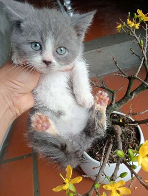 Mèo ALN thuần chủng
