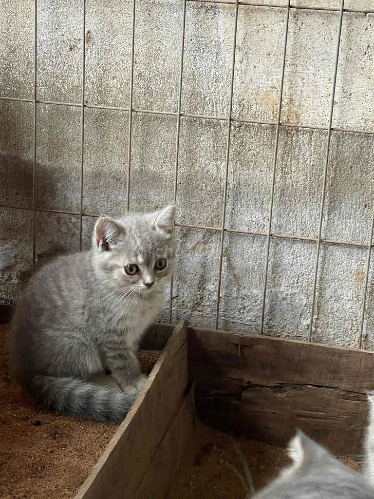 cần bán 1 mèo mẹ và 3 mèo con .mèo anh lông ngắn