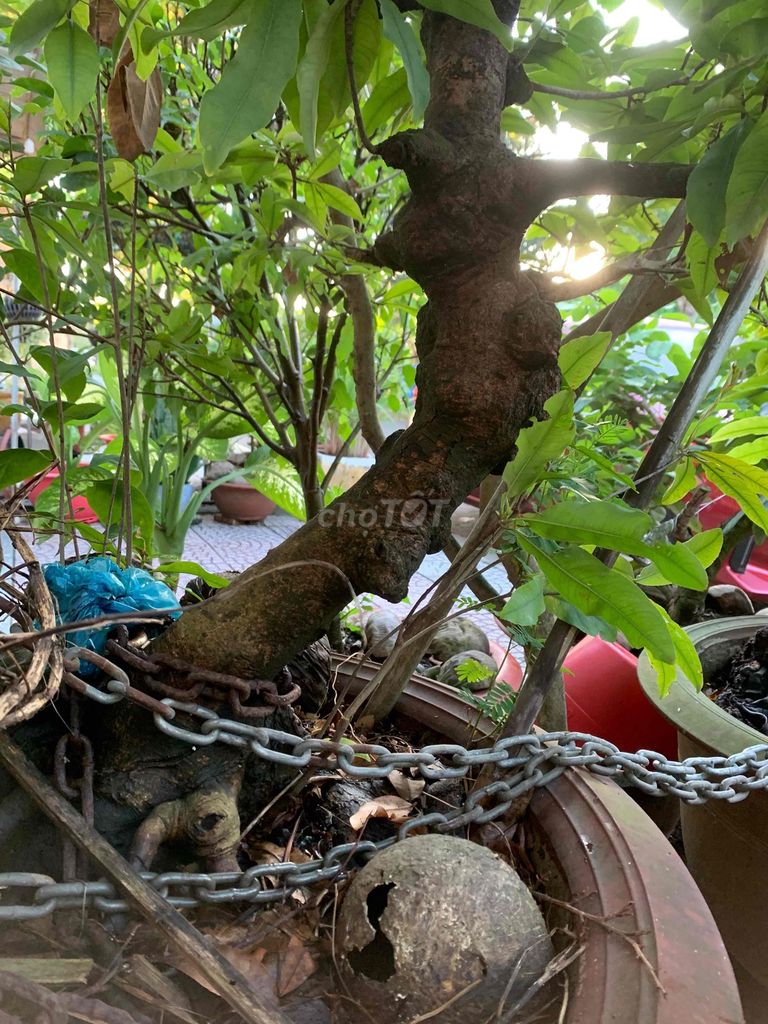 Mai vàng cây cảnh già đế Khá. Mua bán Cây cảnh, đồ trang trí tại Quận Cái Răng Cần Thơ được đăng bởi Minh Long hình 1