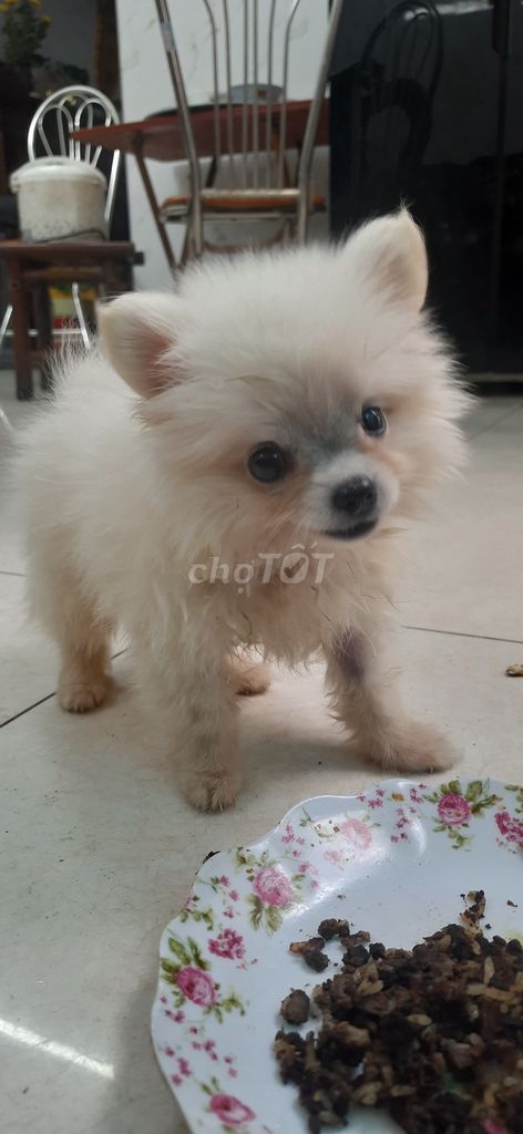 Chó Phốc Sóc Trắng Đực Cái Đã tiêm phòng. Mua bán Chó tại Quận Hai Bà Trưng Hà Nội được đăng bởi Phòng trọ Mai Động HN hình 1