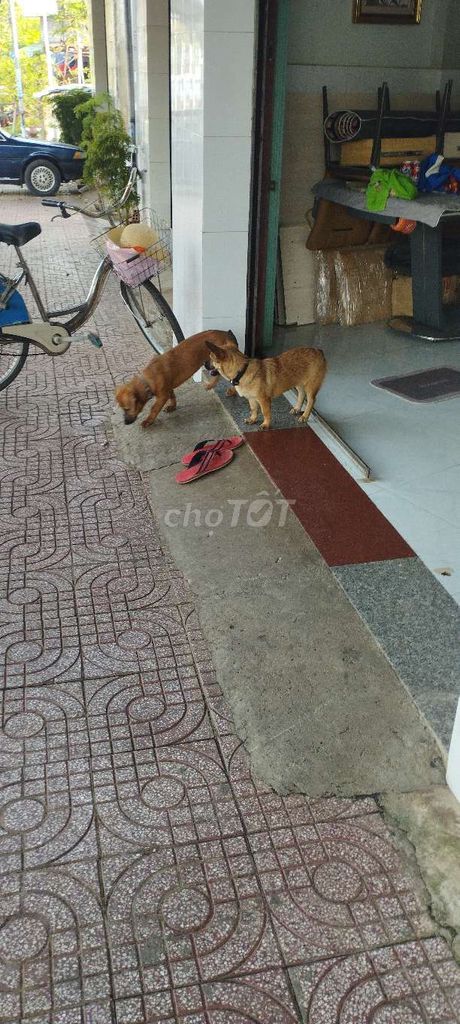 Chó Nâu 2 con. Mua bán Chó tại Thành phố Đồng Xoài Bình Phước được đăng bởi Tuấn Phát hình 1