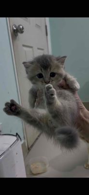 Mèo Munchkin Xám Đực 1 tháng đã tiêm dại