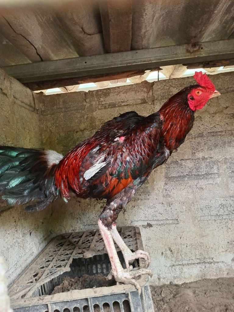 gà phu. Mua bán Gà tại Huyện Thường Tín Hà Nội được đăng bởi Đức Thiện hình 1