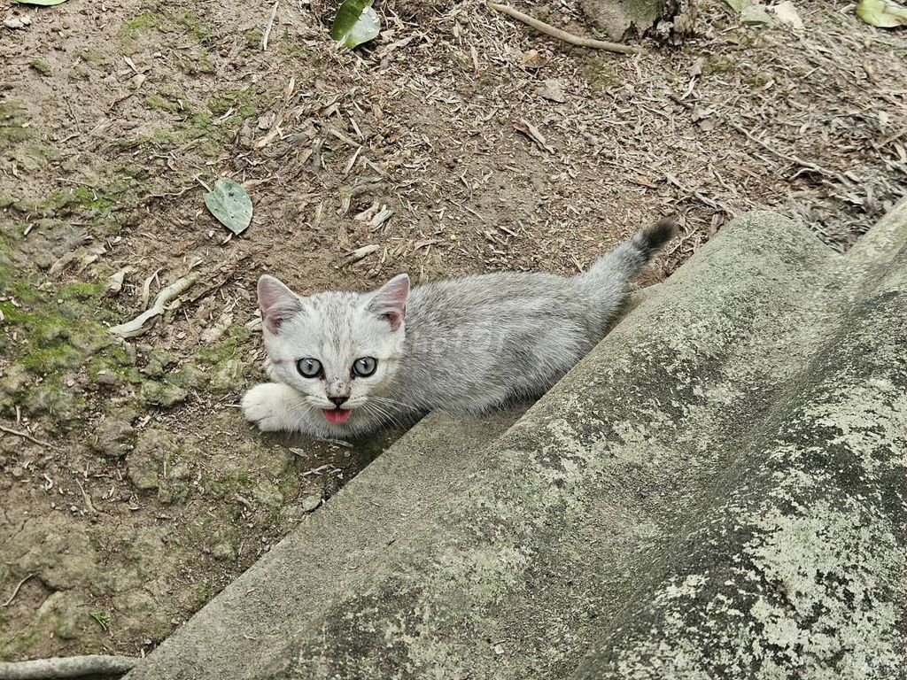 Mèo Anh lông ngắn chân lùn Xám. Mua bán Mèo tại Thành phố Mỹ Tho Tiền Giang được đăng bởi Đạt Mỹ Tho  hình 1