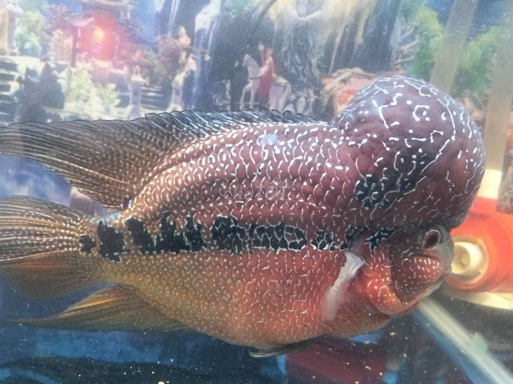 Sai khủng. Mua bán Thú cưng khác tại Huyện Trảng Bom Đồng Nai được đăng bởi Toàn hình 1