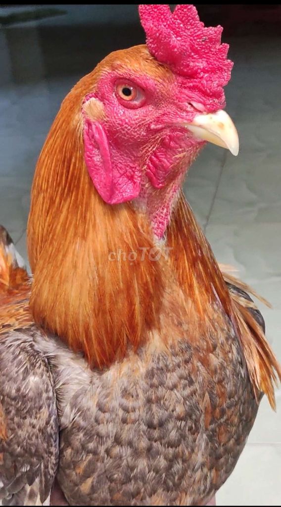 Gà 3.2kg. Mua bán Gà tại Huyện Châu Thành Kiên Giang được đăng bởi hai sơn hình 1