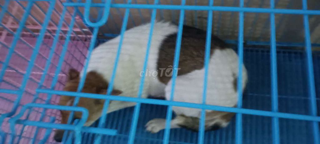 Chó lai Pít Bun cái 1 năm tuổi. Mua bán Chó tại Huyện Xuân Lộc Đồng Nai được đăng bởi Liong hình 1