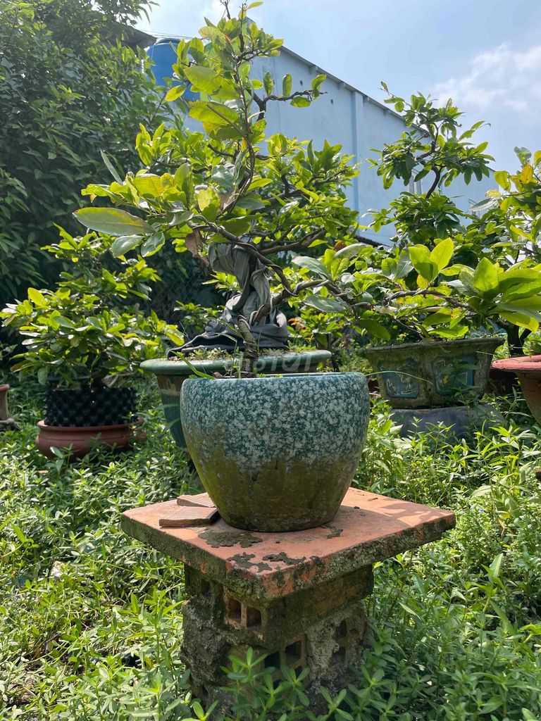 giao lưu cúc bạch mai bonsai để bàn. Mua bán Cây cảnh, đồ trang trí tại Quận 12 Tp Hồ Chí Minh được đăng bởi tan nguyen hình 1