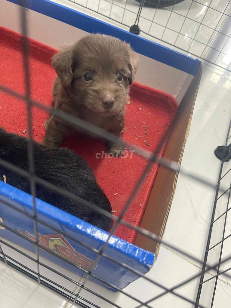 Chó Poodle lai nâu thân thiện. Mua bán Chó tại Thành phố Rạch Giá Kiên Giang được đăng bởi an nhiên  hình 1