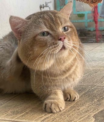 Nhận phối Munchkin Golden