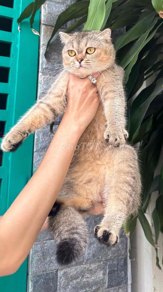 Mèo Anh cái gold. Mua bán Mèo tại Thành phố Thủ Đức Tp Hồ Chí Minh được đăng bởi BÁN THÚ CƯNG KHÔNG ĐĂNG ẢNH LỪA ĐẢO  hình 1