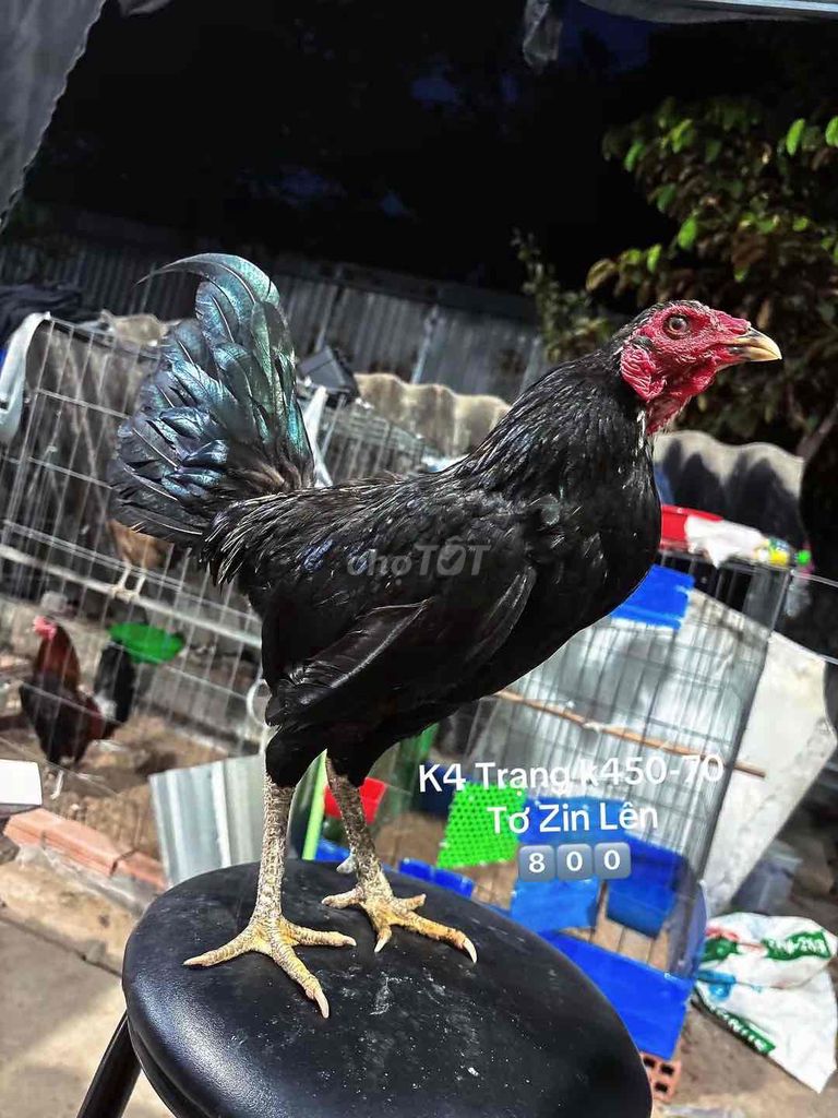 Mã Lại k4. Mua bán Gà tại Quận Gò Vấp Tp Hồ Chí Minh được đăng bởi Gà Lấu Gò Vấp hình 1