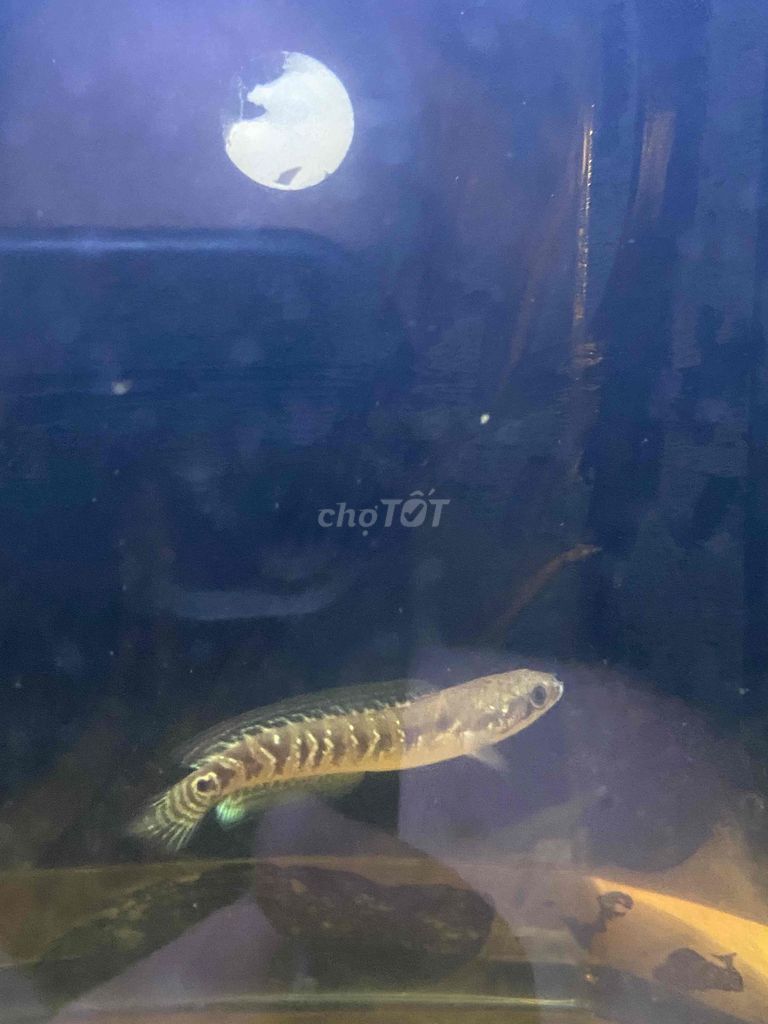 Cá Lóc Trân Châu Đen sz 7-8. Mua bán Thú cưng khác tại Quận 12 Tp Hồ Chí Minh được đăng bởi Nguyễn Vy hình 1