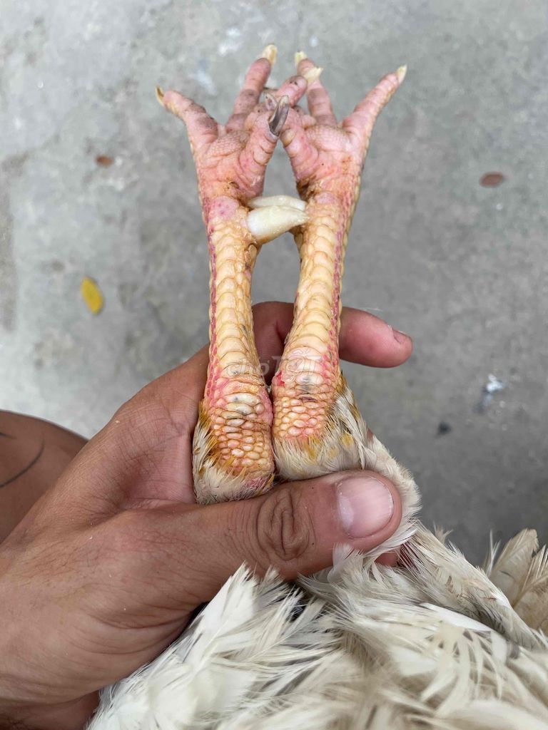 Hàng Đấu . 🐔 Hiện 2kg9 Yếu . . Tay Cục. . Long Mới