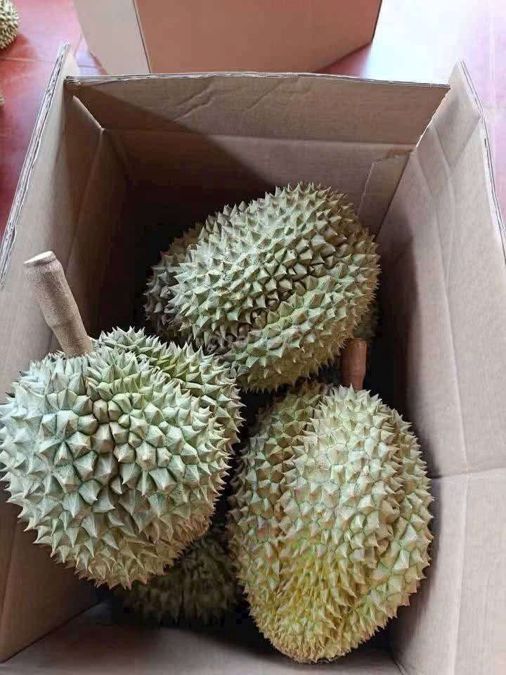 Sầu riêng Thái Vàng Hạt lép. Mua bán Đồ ăn, thực phẩm và các loại khác tại Thành phố Thủ Đức Tp Hồ Chí Minh được đăng bởi Trí Nguyễn Minh hình 1