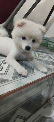 Chó Poodle tiny cái dưới 3 tháng
