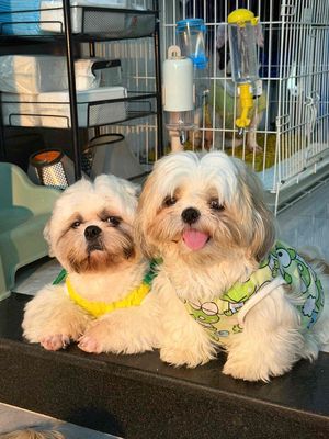 Chó Shih Tzu Trắng Nâu