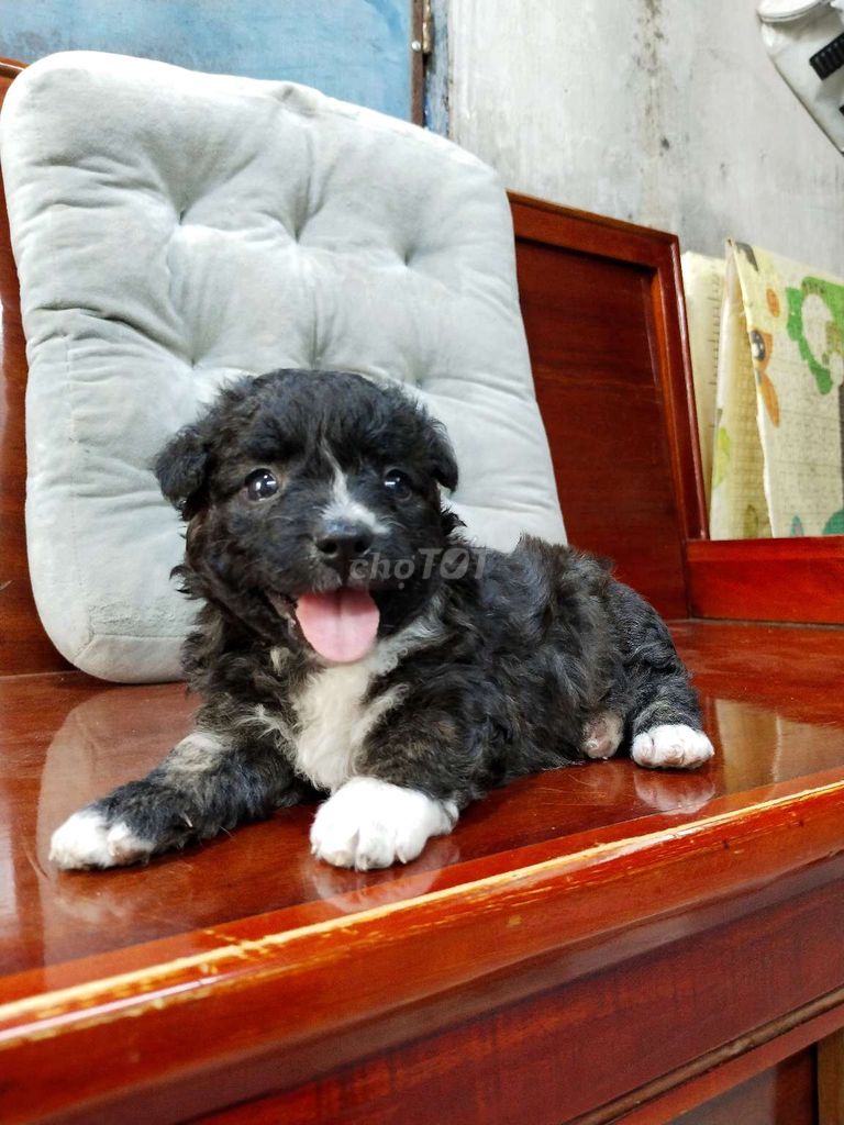 Có 2 bé poodle thuần chủng mini xinh xắn