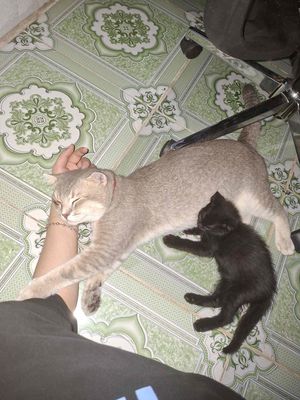 Mèo Anh lông ngắn Xám Đen
