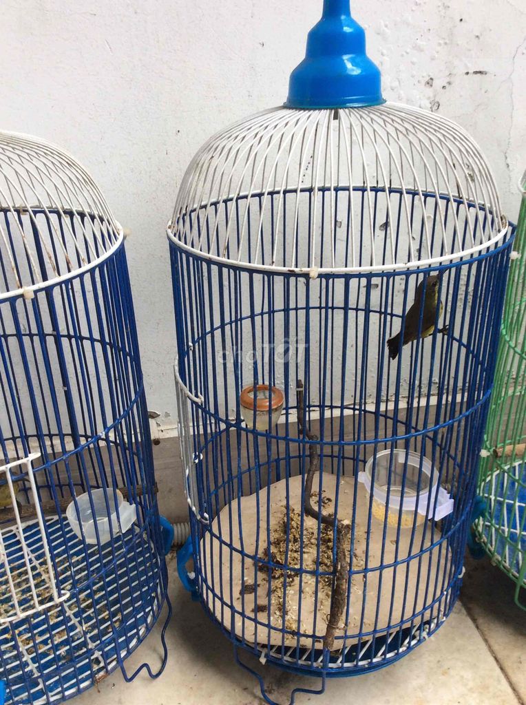 5 màu cám hạt