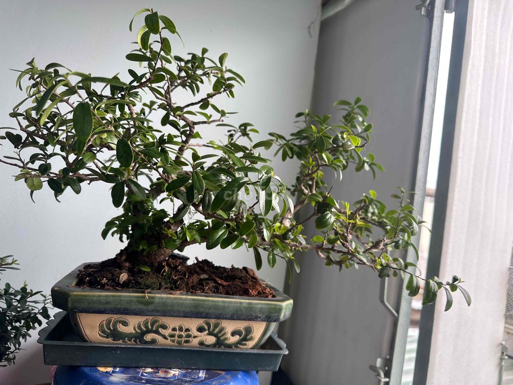cây hải châu sông cầu. Mua bán Cây cảnh, đồ trang trí tại Quận 10 Tp Hồ Chí Minh được đăng bởi Hoàng Hải hình 1