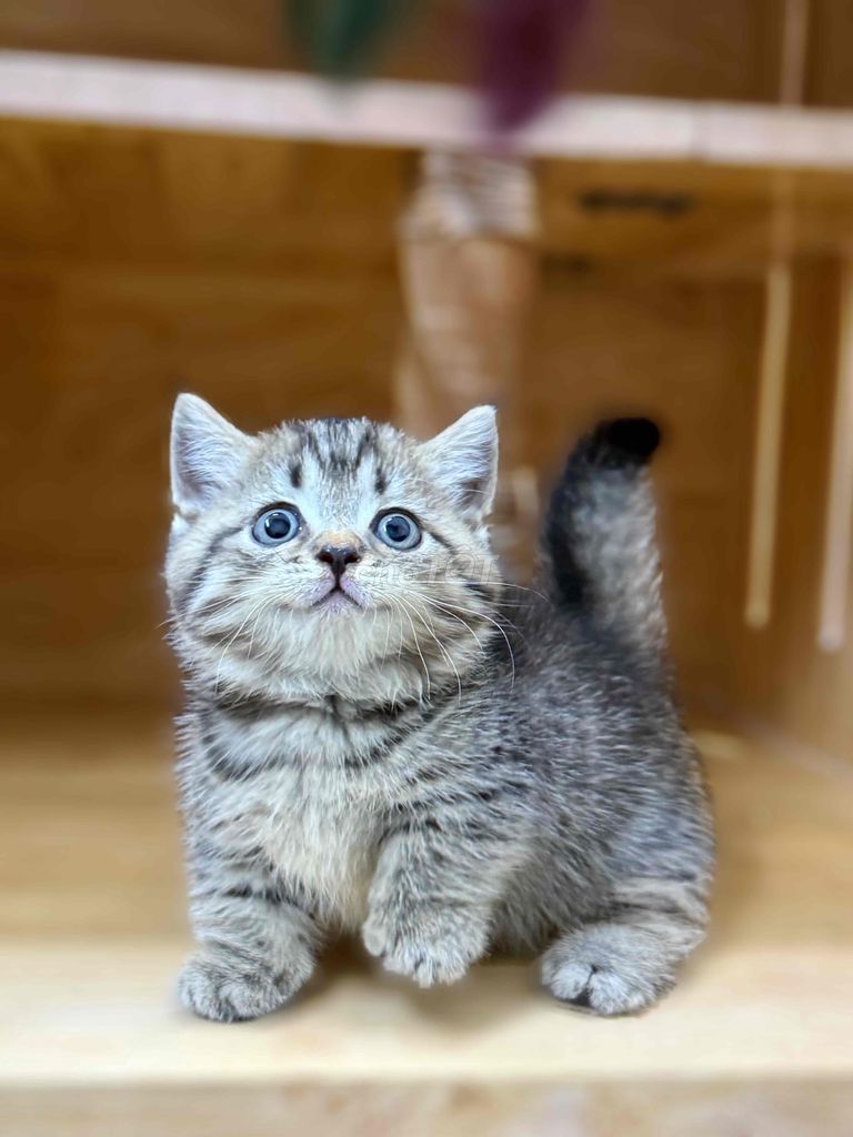 Mèo chân ngắn màu bired xinh xỉu. Mua bán Mèo tại Quận 8 Tp Hồ Chí Minh được đăng bởi ti pet town hình 2