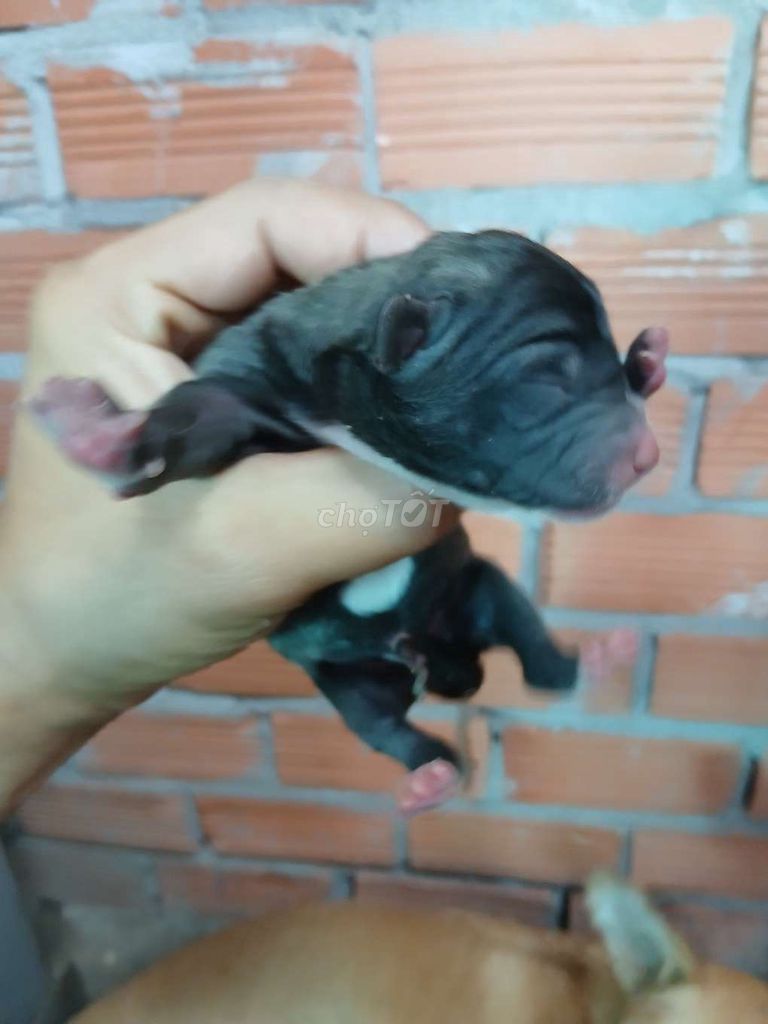 Bán chó con lai. Mua bán Chó tại Thành phố Tân An Long An được đăng bởi Hoàng Linh hình 5
