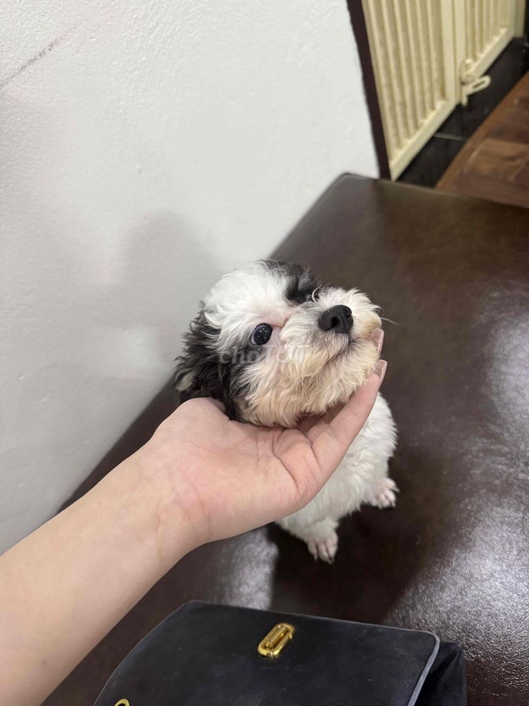 Chó Poodle Thuần chủng đực trắng đen 5 tháng. Mua bán Chó tại Quận Hà Đông Hà Nội được đăng bởi le thi phuong thao hình 1