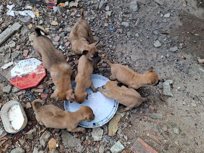 Chó Phú Quốc nâu 2 tháng