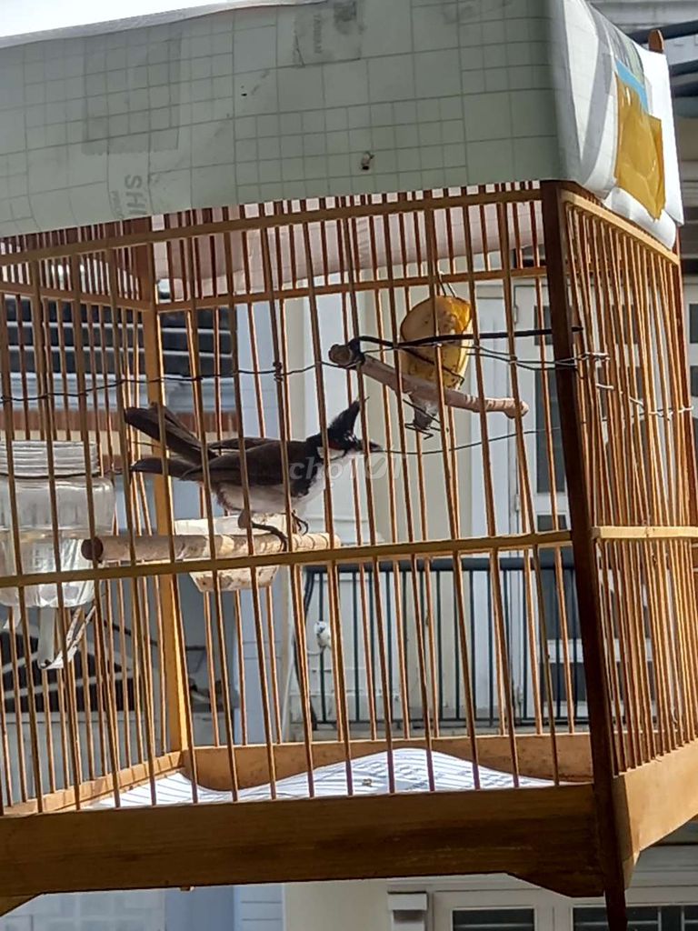 Lụp đói , 150k , chim không lồng