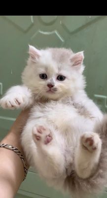 mèo anh lông dài thuần chủng 2 tháng xinh