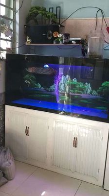 Hồ công nghệ mới 1m39 và cá rồng. Mua bán Thú cưng khác tại Quận Tân Phú Tp Hồ Chí Minh được đăng bởi  Chú Linh