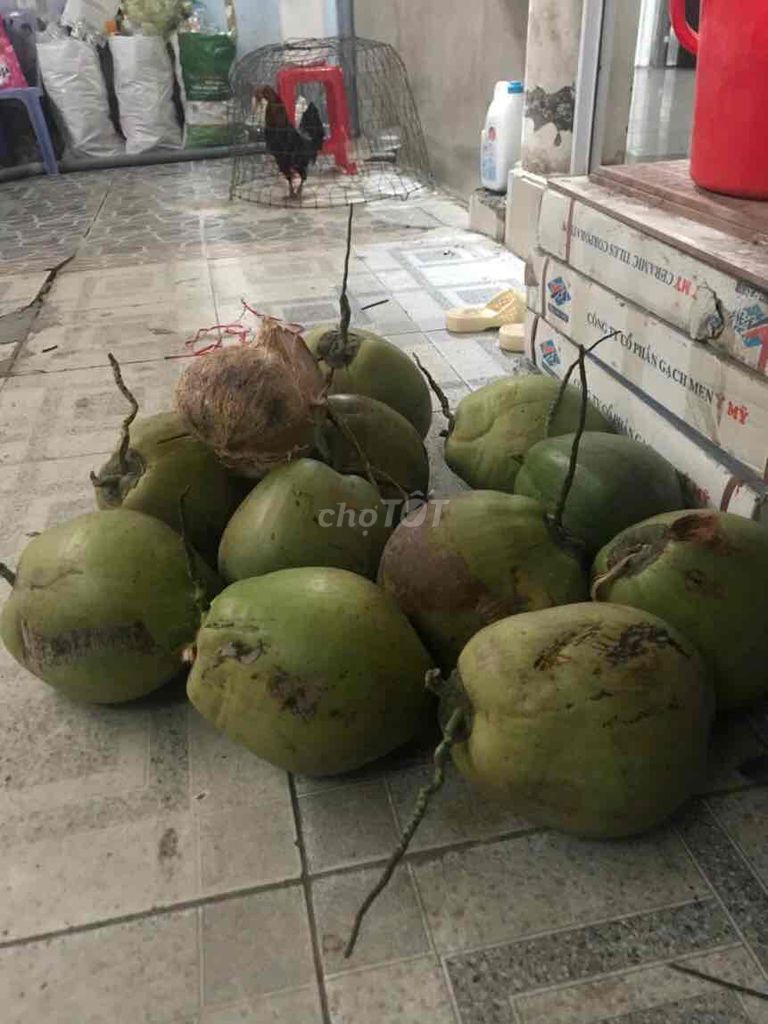 đặc sản dừa sáp.có shíp. Mua bán Đồ ăn, thực phẩm và các loại khác tại Thành phố Thủ Đức Tp Hồ Chí Minh được đăng bởi lúa gạo hình 5