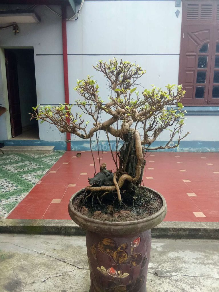 Cây si búp đỏ ôm đá thả nước. Mua bán Cây cảnh, đồ trang trí tại Huyện An Dương Hải Phòng được đăng bởi lexus hình 1