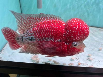 Cá la hán kamfa F3 4 ngón. Mua bán Thú cưng khác tại Quận Bình Tân Tp Hồ Chí Minh được đăng bởi Hoai Fish