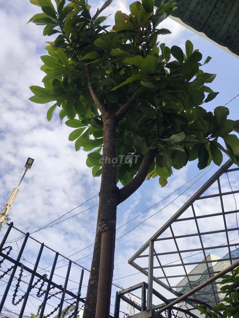 Cây Lộc Vừng Đỏ 5m, 15cm, phom cao thẳng . Mua bán Cây cảnh, đồ trang trí tại Quận Bình Thạnh Tp Hồ Chí Minh được đăng bởi Dungtthcm hình 1