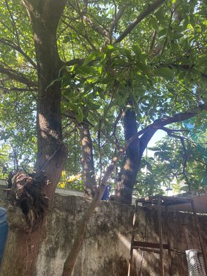 Cần bán 2 cây lộc vừng đã trồng hơn 10 năm. Mua bán Cây cảnh, đồ trang trí tại Quận 12 Tp Hồ Chí Minh được đăng bởi Nguyen Thi Thanh Hang