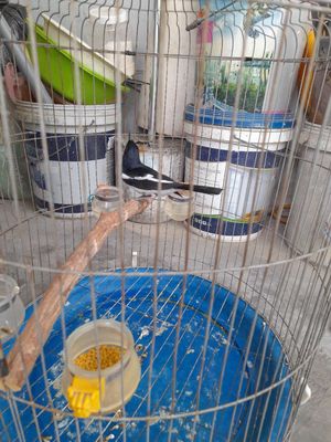 Chào ae minh con chim chòe thang truyền. Mua bán Chim tại Quận 7 Tp Hồ Chí Minh được đăng bởi duy thanh