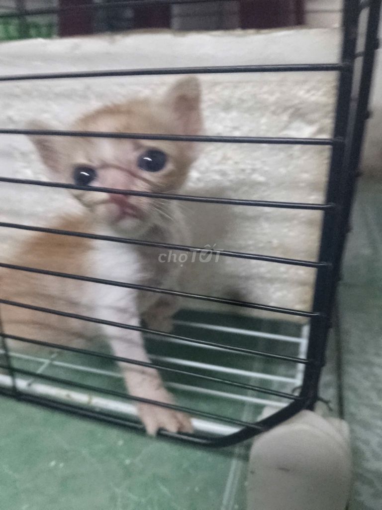 Mèo con Vàng trắng đang bú sữa. Mua bán Mèo tại Quận Tân Bình Tp Hồ Chí Minh được đăng bởi Sinh Tran hình 1