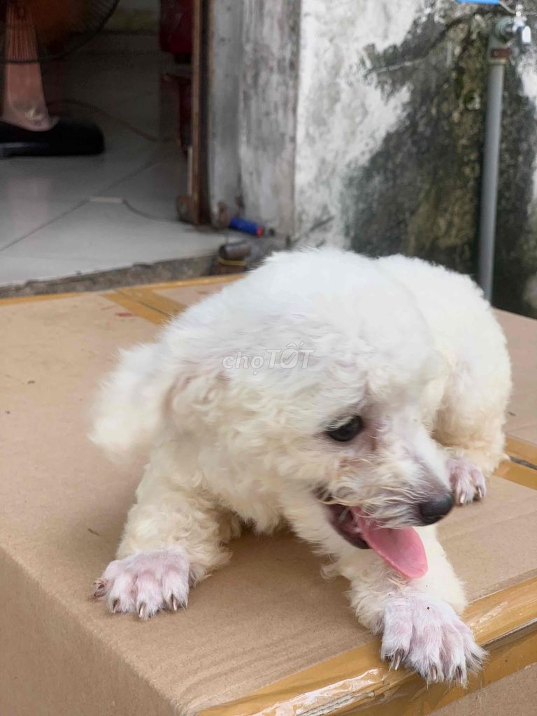 poodle đực trắng