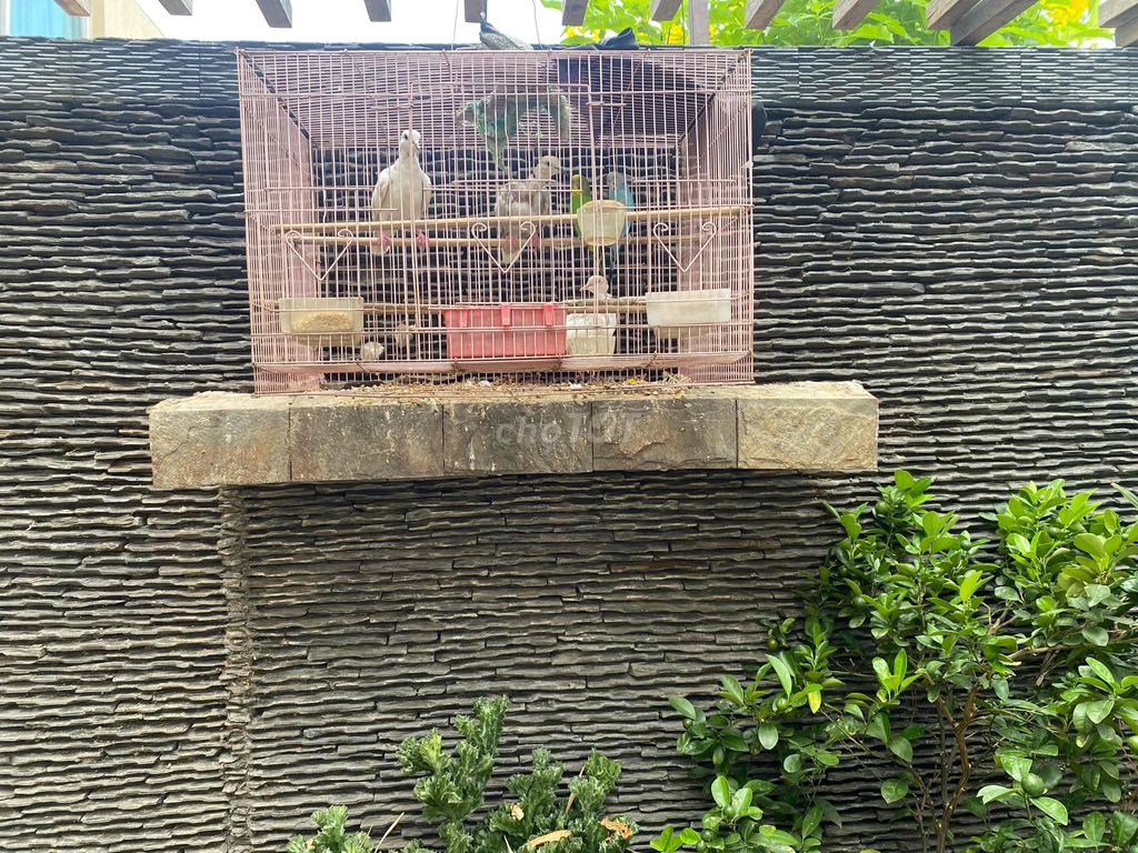 Chim Cu gáy Pháp 3 con. Mua bán Chim tại Quận Phú Nhuận Tp Hồ Chí Minh được đăng bởi Nguyễn Văn Tài hình 1