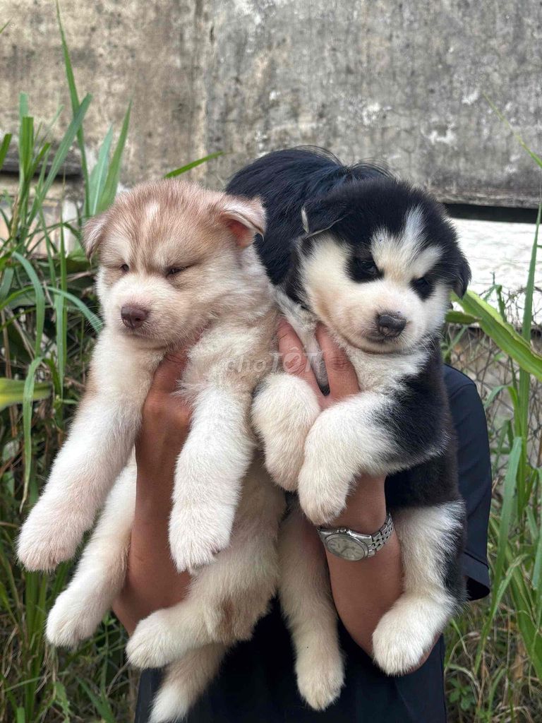 Tìm nhà mới cho các bé Alaska. Mua bán Chó tại Huyện Châu Thành Tây Ninh được đăng bởi Nguyễn Ngân hình 1