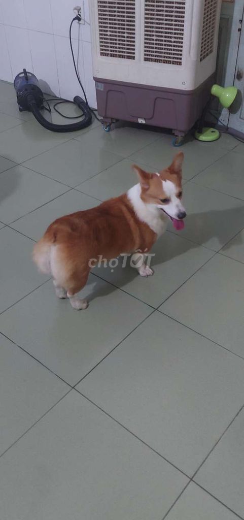 Corgi cái tơ