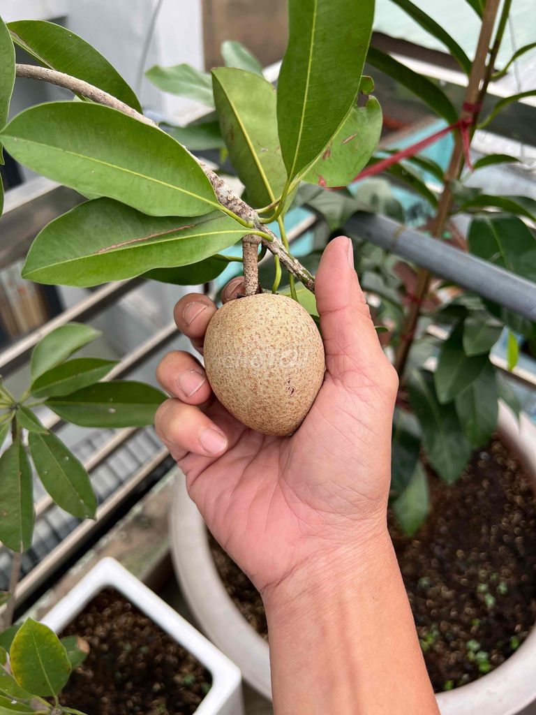 1 cây sapo giống Cần Thơ