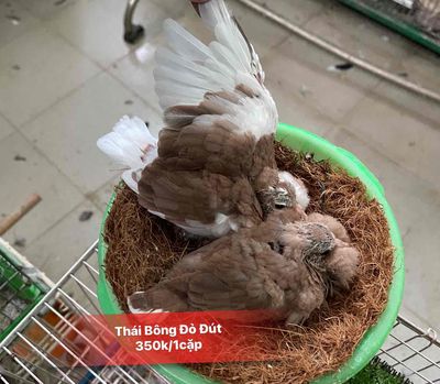 cu thái bông đỏ non đút ăn 350ca. Mua bán Chim tại Quận 10 Tp Hồ Chí Minh được đăng bởi Cu Gáy Thái 