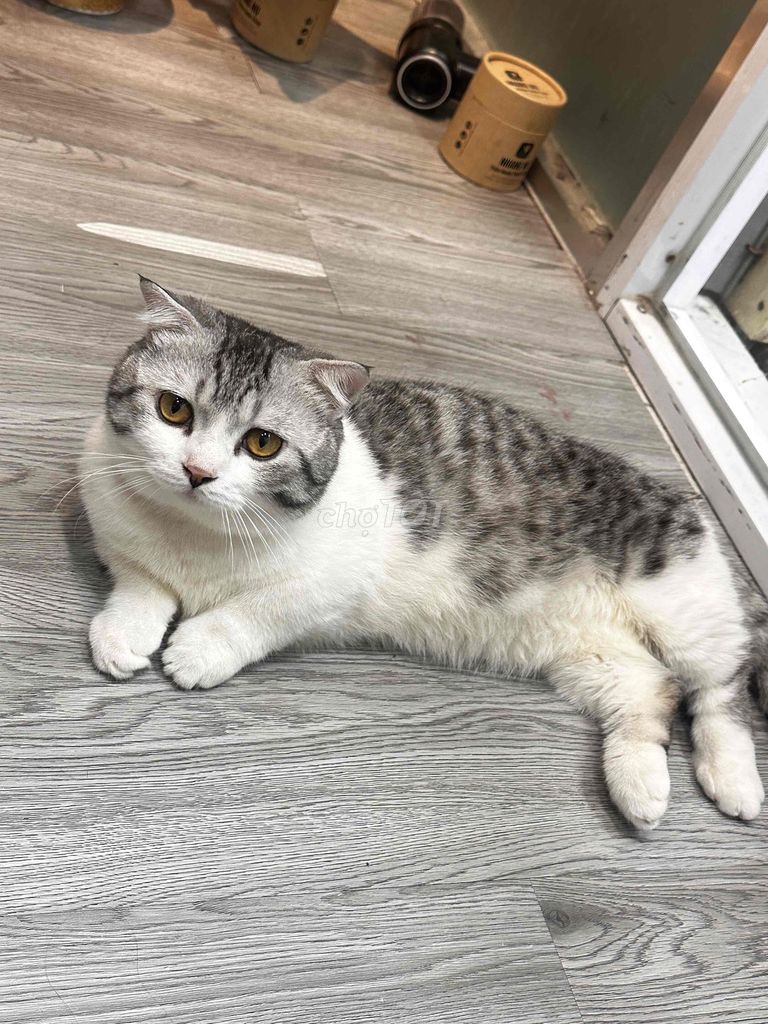 Mèo Tabby Chân lùn. Mua bán Mèo tại Quận Bình Thạnh Tp Hồ Chí Minh được đăng bởi Trần anh hình 1