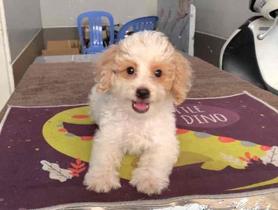 cần bán 2 bé Poodle Tiny (cái) 2.5 tháng